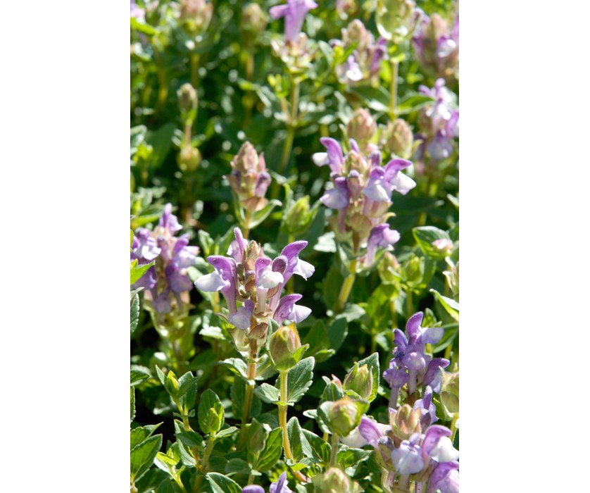 Alpine Skullcap